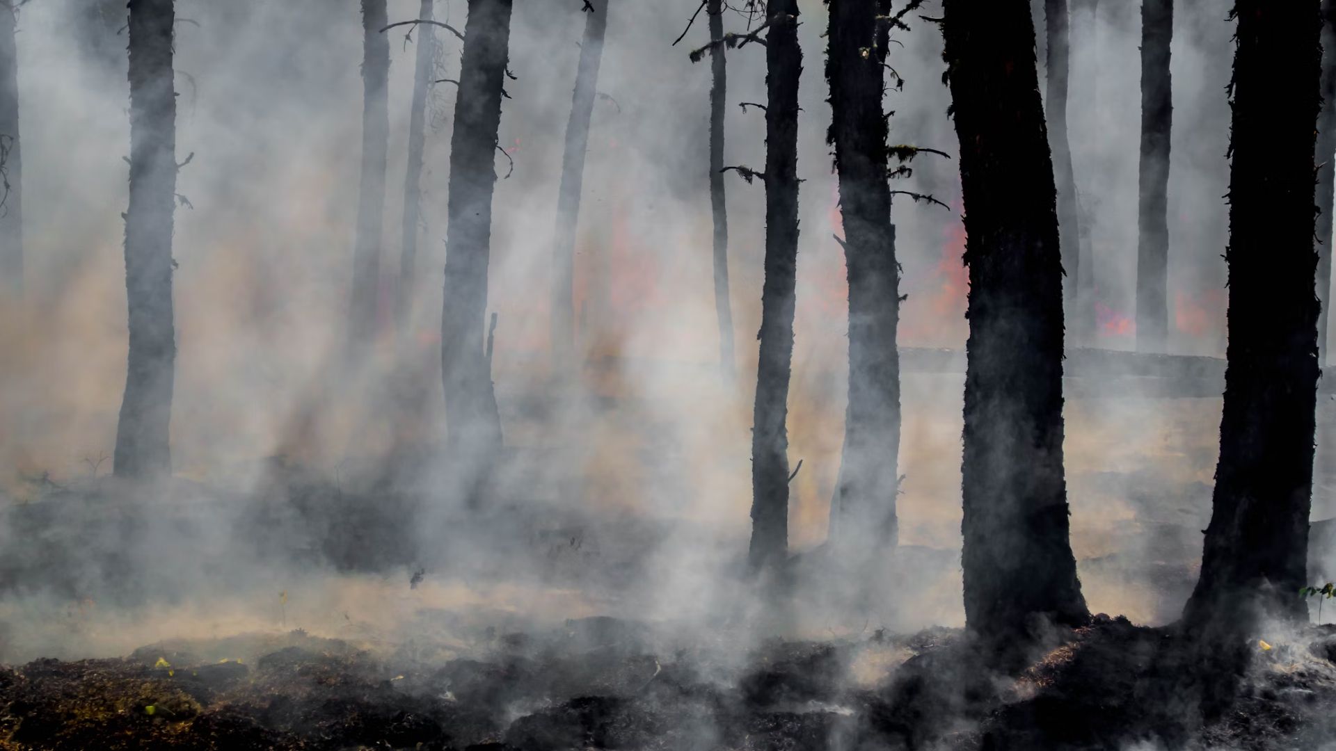 State Farm General said in a press release that it wouldn’t offer renewal to tens of thousands of homes and commercial apartments in California
