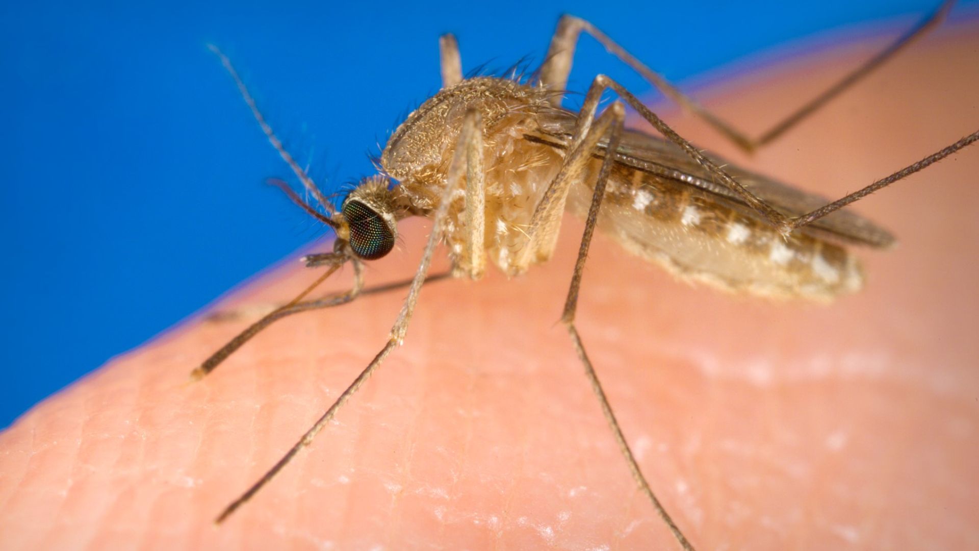People living in South Carolina can play a big part in tracking the spread of the West Nile virus during the spring and summer