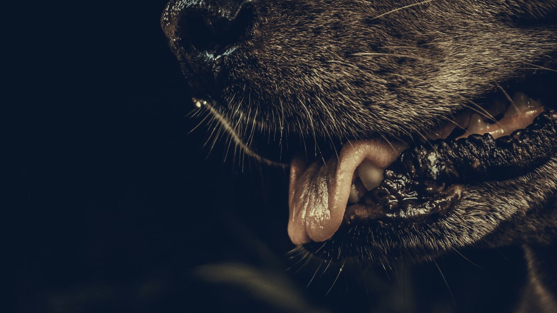 South Carolina health officials are urging residents to stay alert after rabid animals were confirmed in three counties, leading to exposures involving 11 people, four pets and two livestock animals.